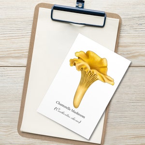 Chanterelle Mushroom Postcard - Hand Illustrated   with Scientific and Common Name - Foraging Botanical Art Print  - Home Decor