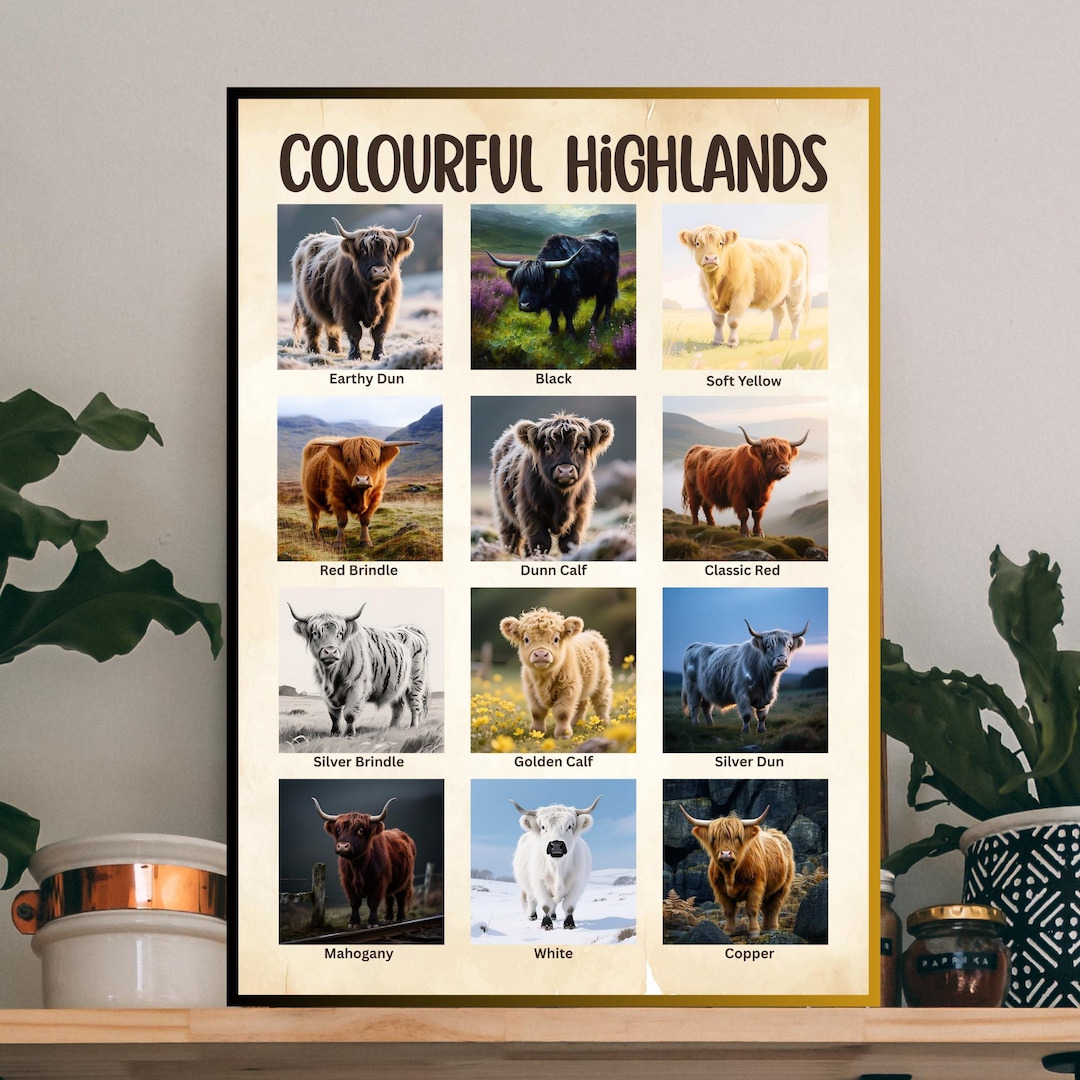 Rolled Poster Highland Cows Multi Color Wall Art Vibrant Colorful ...