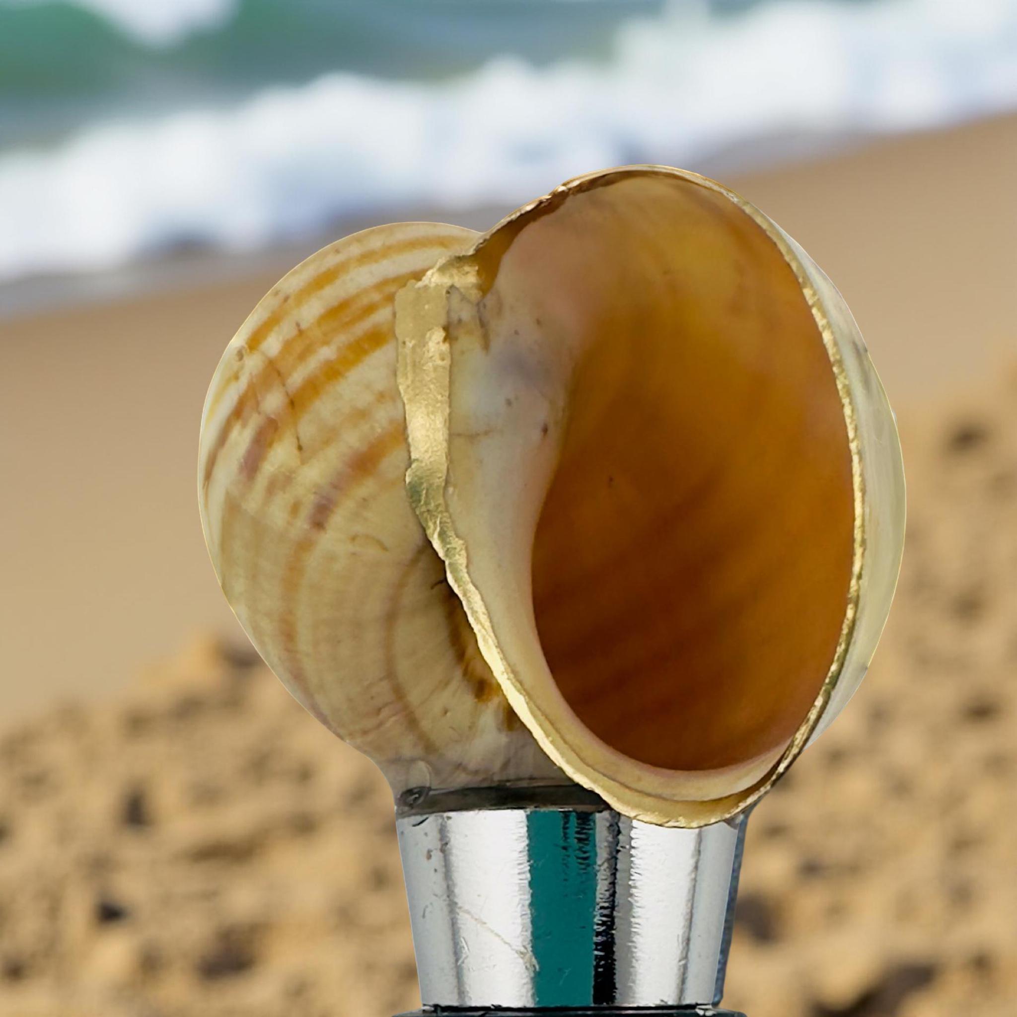 Gold-Rim Moon Snail Shell Wine Stopper – Natural Spiral - Thumbnail 2