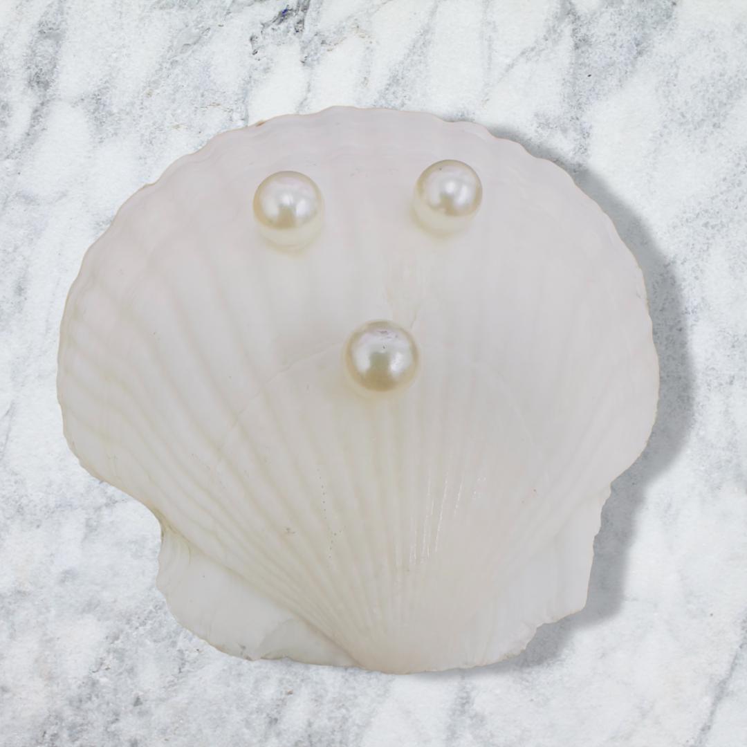 Lemon Grove Shell Trinket Dish: Gold Rim Coastal Decor - Thumbnail 3