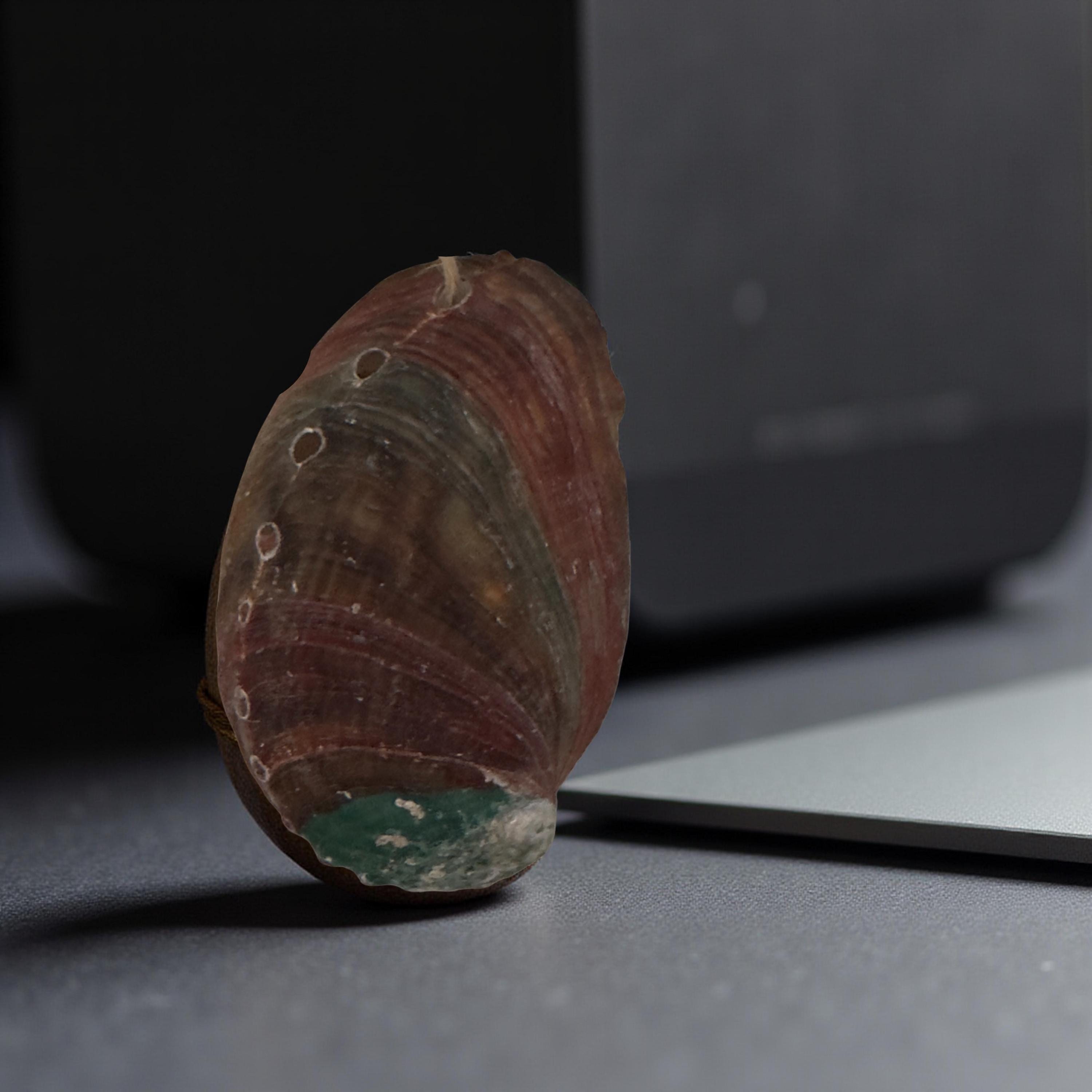 Iridescent Abalone Shell Ornament | Coastal Christmas Décor | Natural Seashell Ornament Handmade - Thumbnail 2