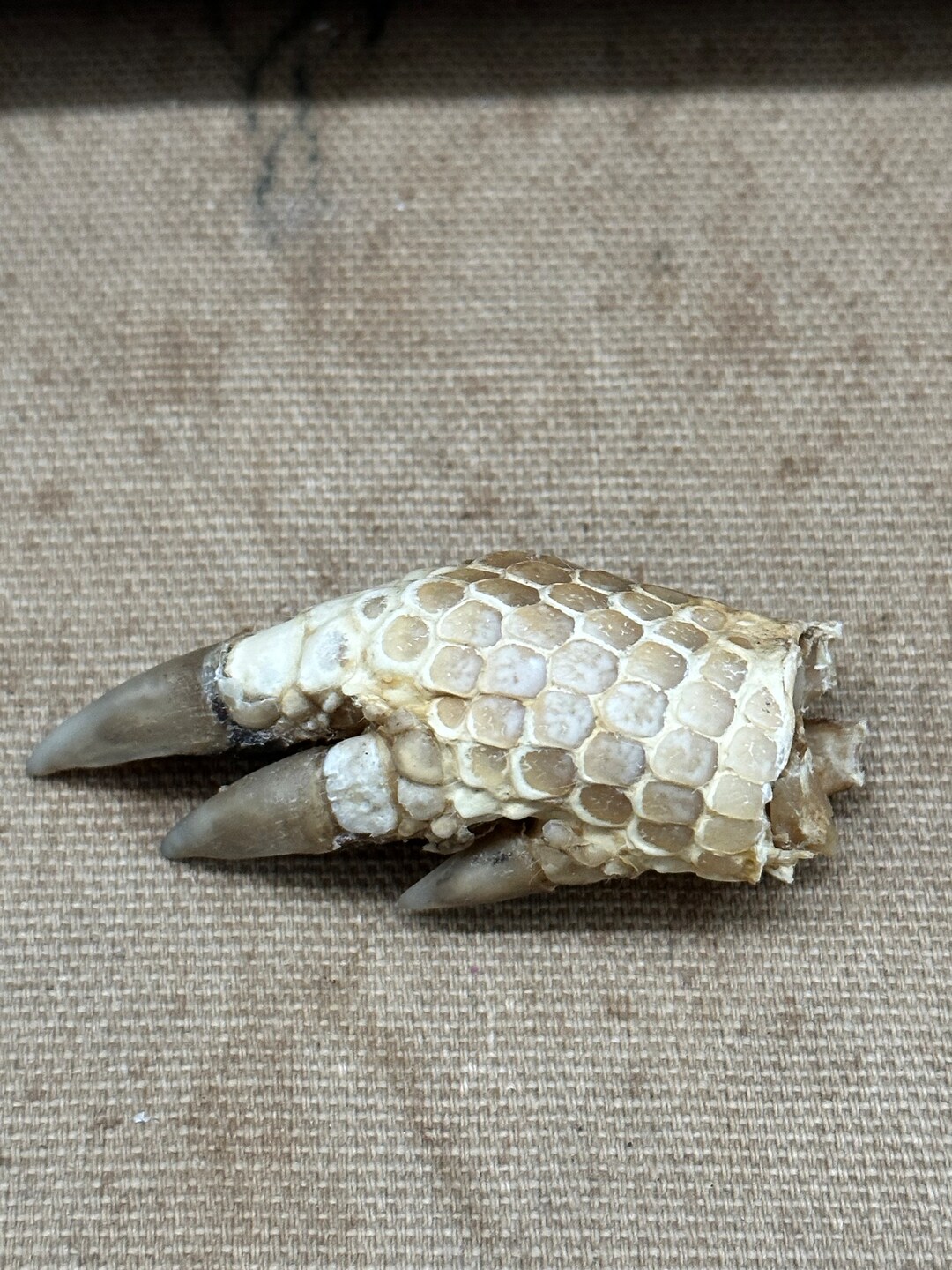 Mummified Armadillo Foot W/glass Jar / Taxidermy/ Oddities/ Curiosities