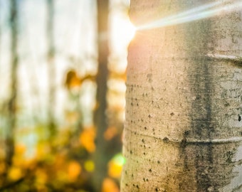 Sunrise and birch trees