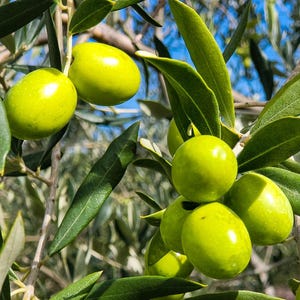 May include: Close-up of green olives growing on a tree branch. The olives are round and have a smooth, shiny surface. The leaves of the olive tree are green and have a slightly serrated edge.