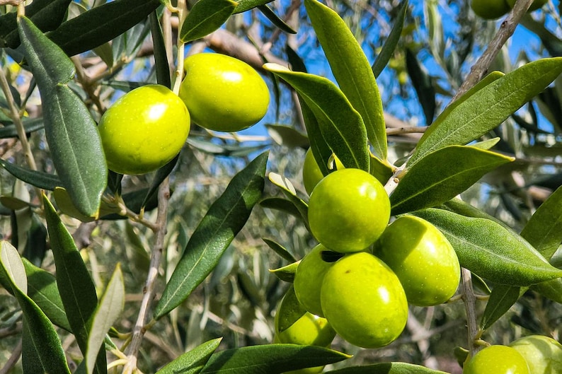 May include: Close-up of green olives growing on a tree branch. The olives are round and have a smooth, shiny surface. The leaves of the olive tree are green and have a slightly serrated edge.