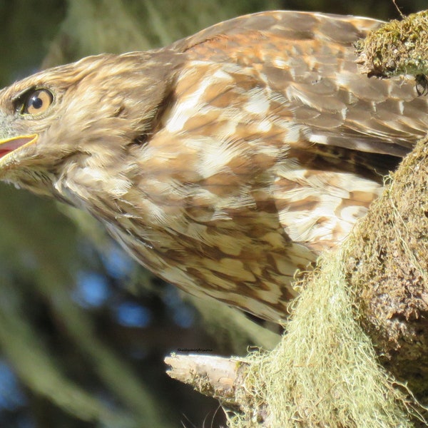 Beautiful Red Shoulder hawk photo