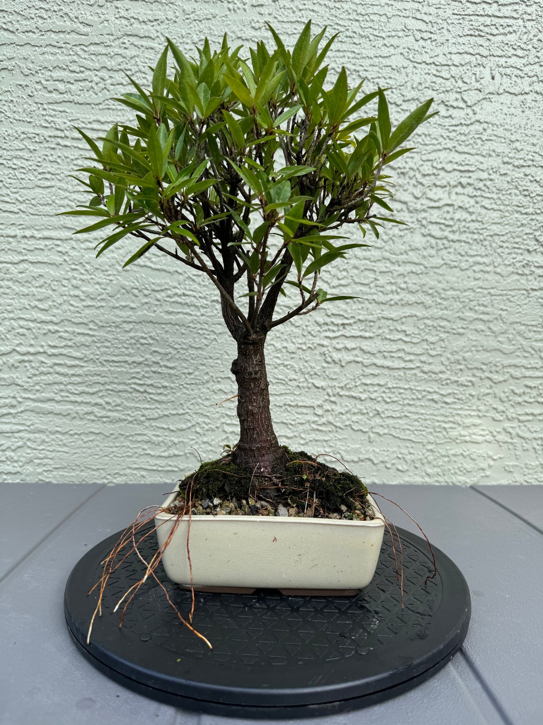 Shohin Willow Leaf Ficus Bonsai Tree - Etsy