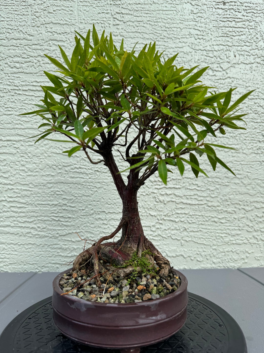 Shohin Willow Leaf Ficus Bonsai Tree - Etsy