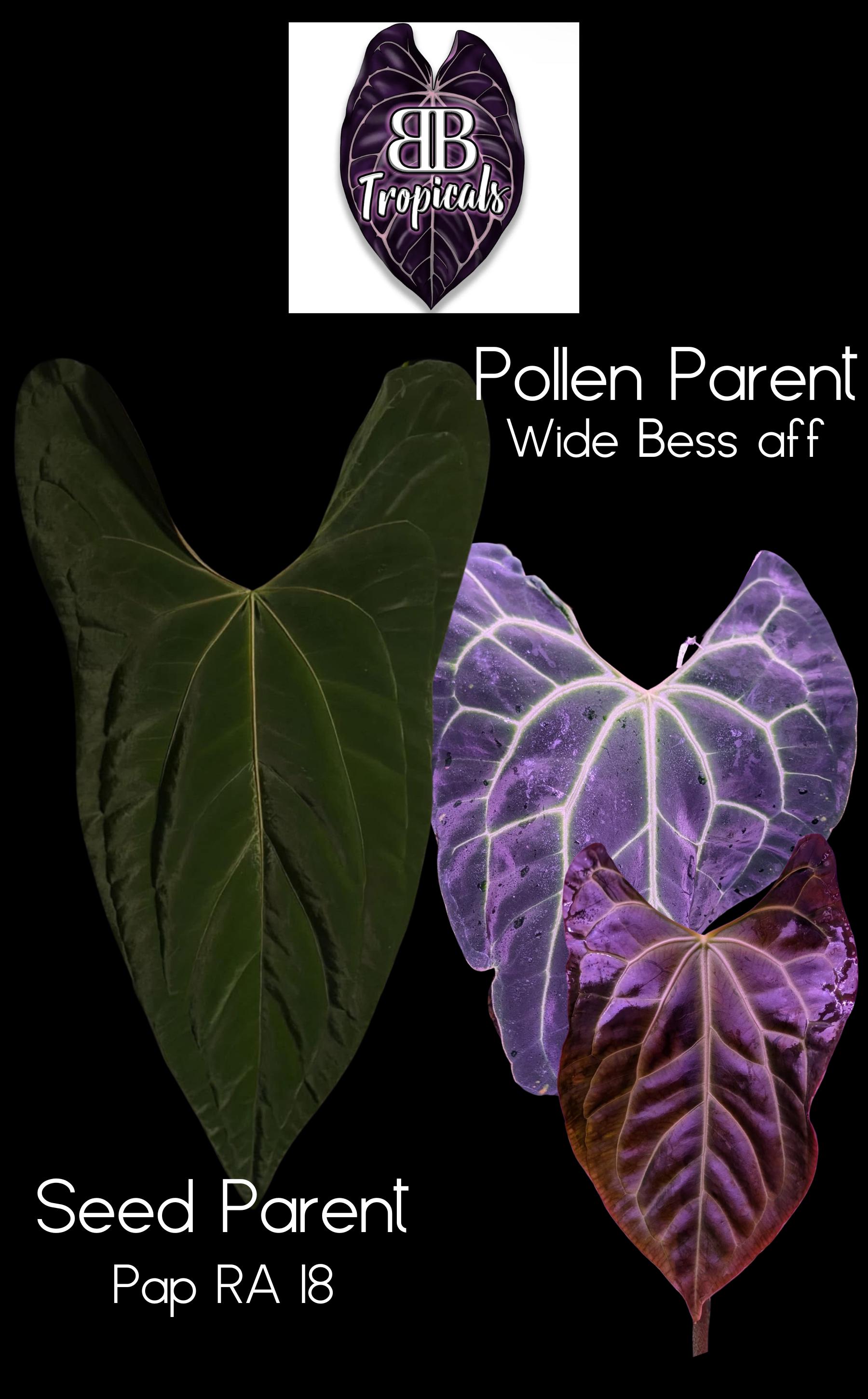 Anthurium Pap RA 18 X Wide Besseae Aff 1 Leaf Sprout GC - Etsy