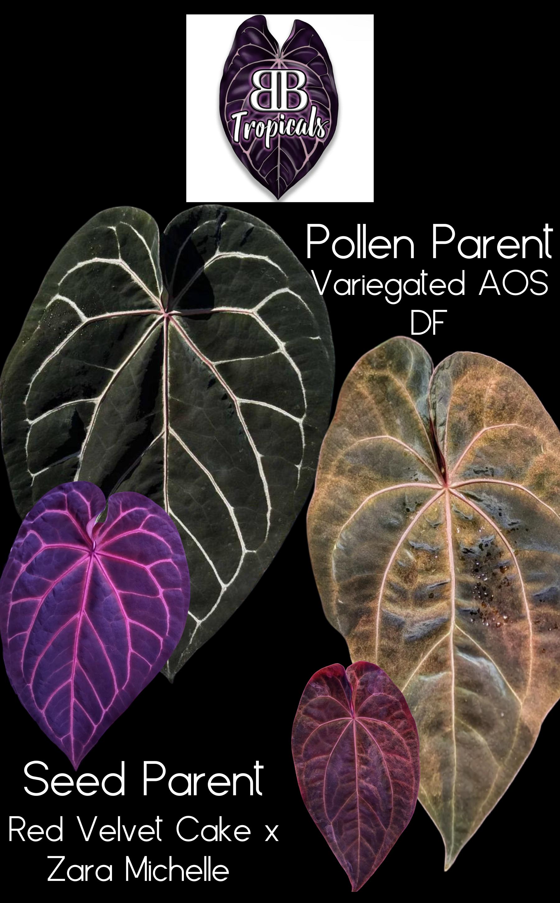 Anthurium (red Velvet Cake X Zara Michelle) X Variegated AOS DF GC