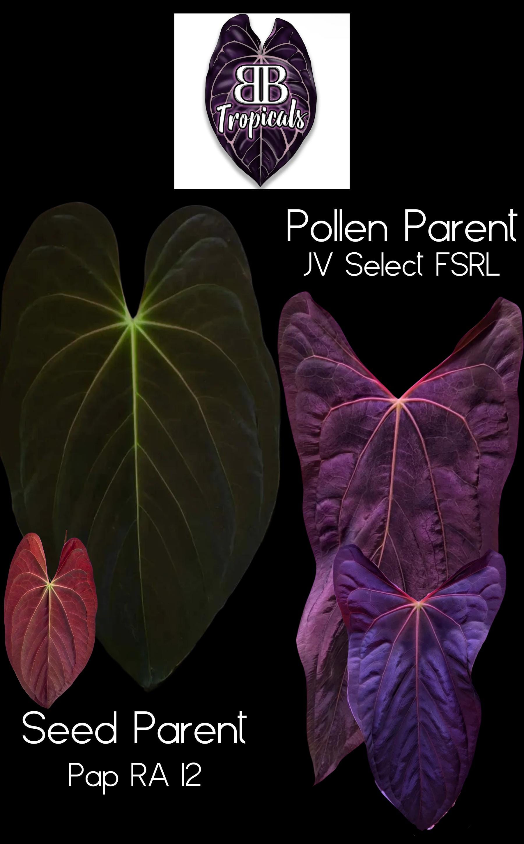 Anthurium Pure Species Pap RA12 X JV Select FSRL GC 1 Leaf Sprout