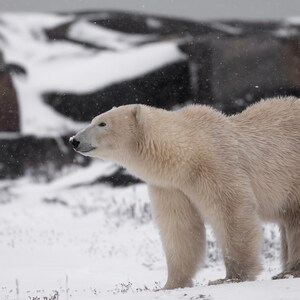 Ice Bear