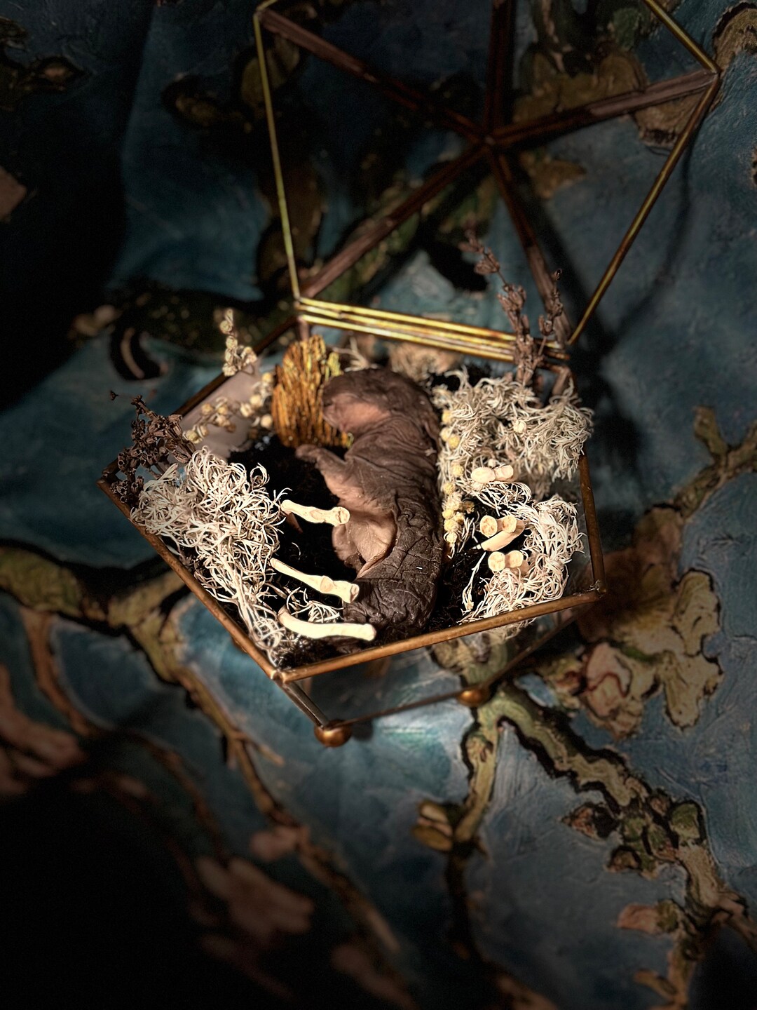 Mummified Baby Rabbit Bunny Jewelry Box Terrarium With Rib Bones and ...