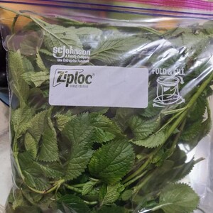 Fèy vèvenn, 1 bolsa imagen 3