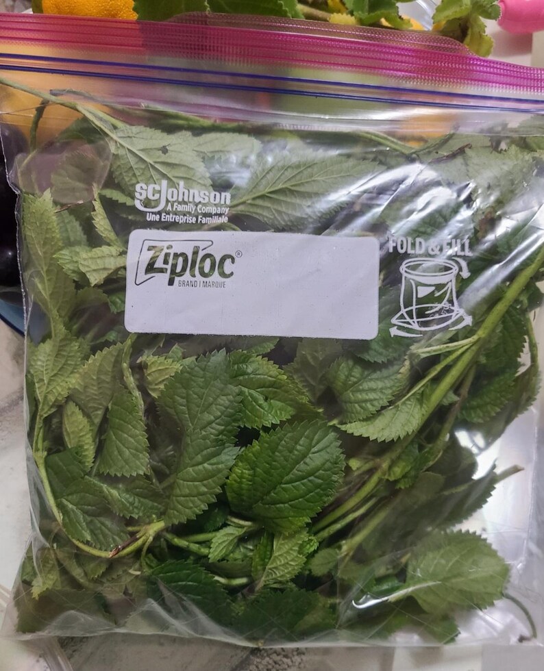 Fèy vèvenn, 1 bolsa imagen 3