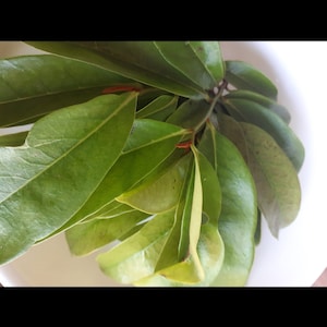 Fèy korosòl, dozen for the price