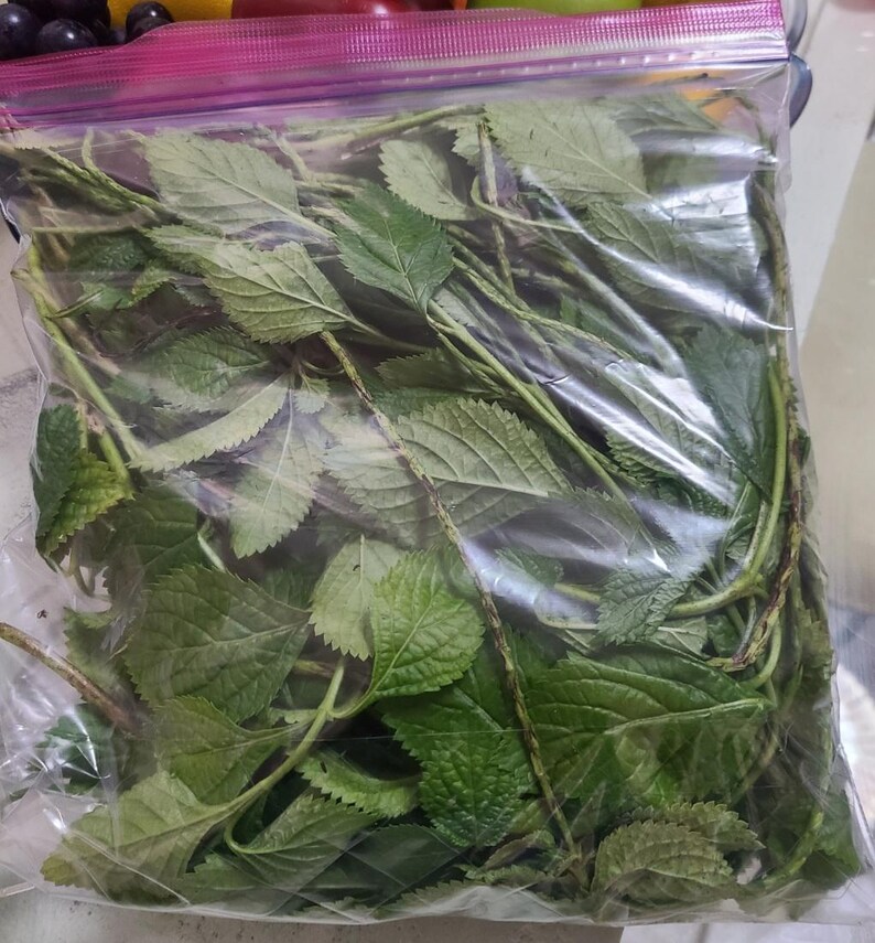 Fèy vèvenn, 1 bolsa imagen 4