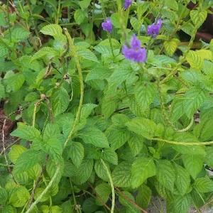 Puede incluir: Primer plano de una planta verde de hojas con peque&ntilde;as flores moradas. La planta est&aacute; creciendo en un jard&iacute;n.