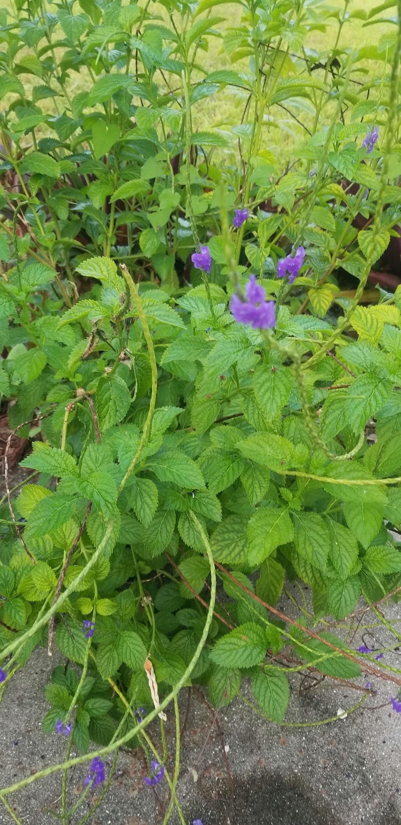 Puede incluir: Primer plano de una planta verde de hojas con peque&ntilde;as flores moradas. La planta est&aacute; creciendo en un jard&iacute;n.
