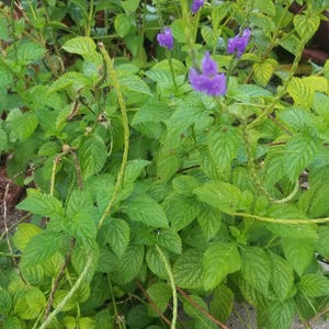 Puede incluir: Primer plano de una planta verde de hojas con peque&ntilde;as flores moradas. La planta est&aacute; creciendo en un jard&iacute;n.