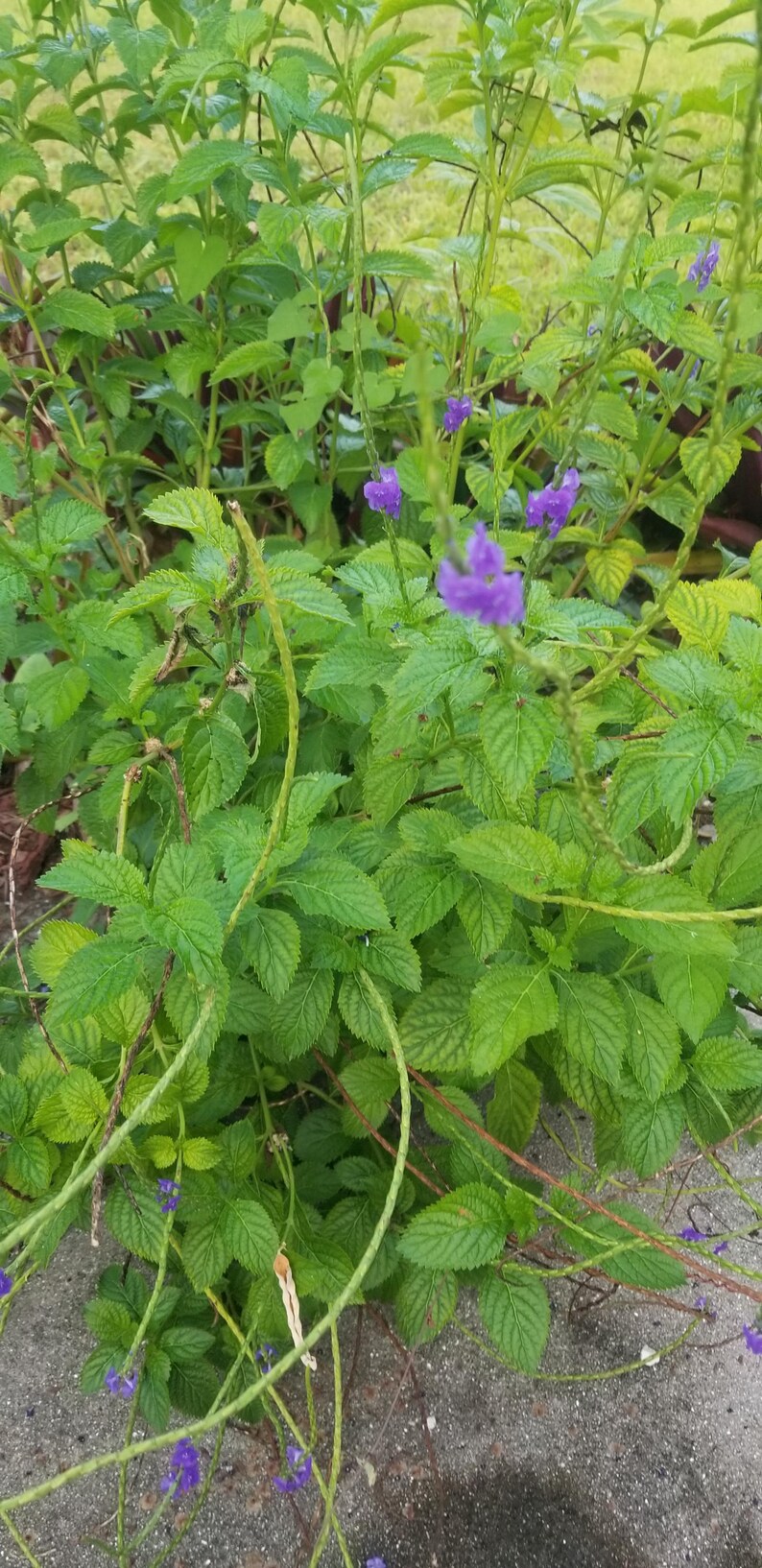 Puede incluir: Primer plano de una planta verde de hojas con peque&ntilde;as flores moradas. La planta est&aacute; creciendo en un jard&iacute;n.