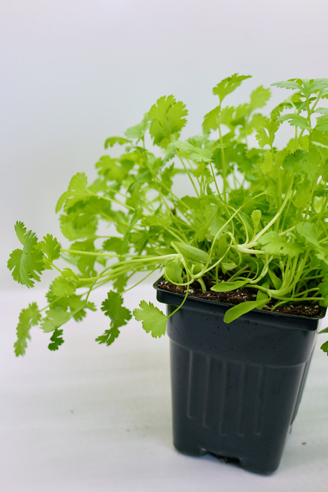 Organic Cilantro Live Herb Plants 4 Pots 3pack Etsy