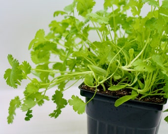 Organic Cilantro Live Herb Plants 4" Pots, 3-pack