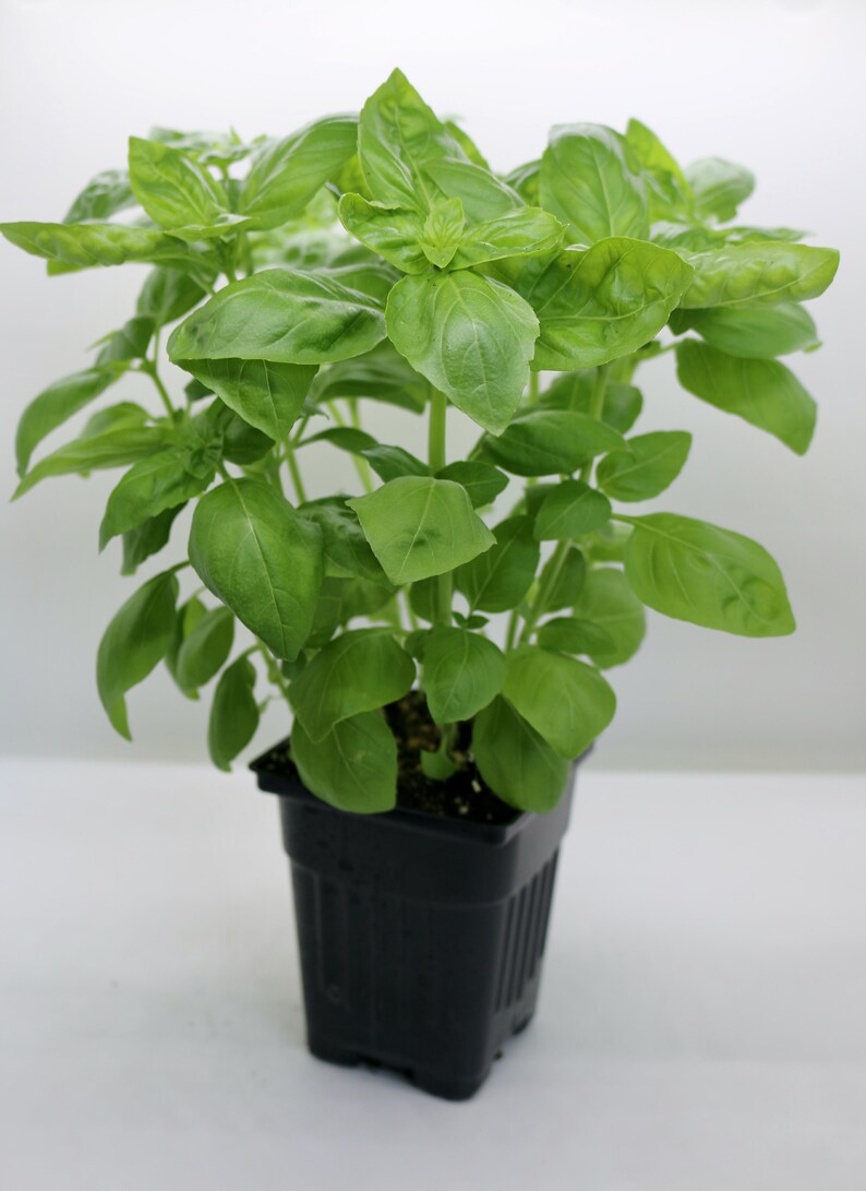 Organic Basil Live Herb Plants 4 Pots, 3pack Etsy