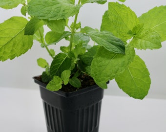 Organic Mint Live Herb Plants 4" Pots, 3-pack