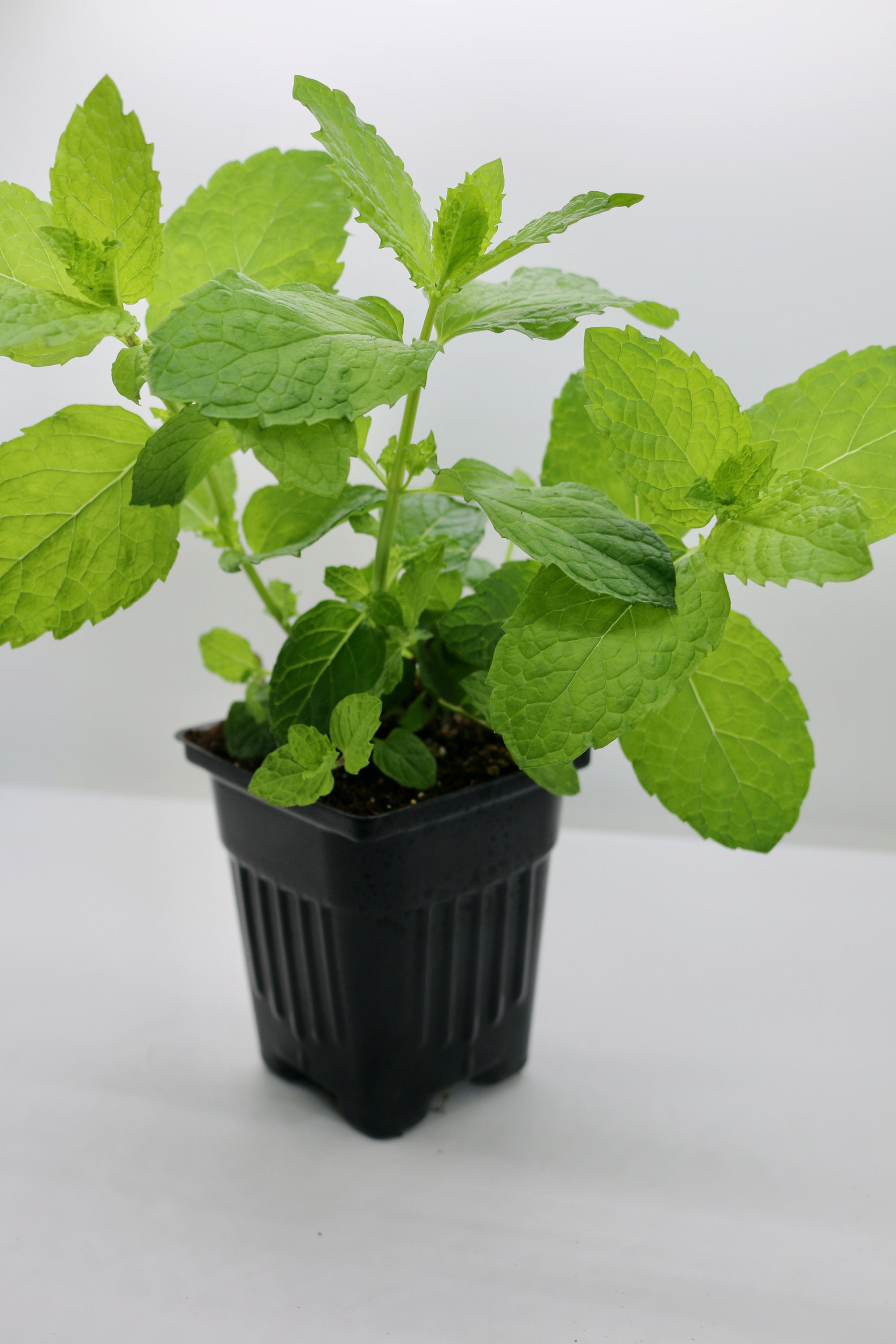 Organic Mint Live Herb Plants 4 Pots, 3pack Etsy
