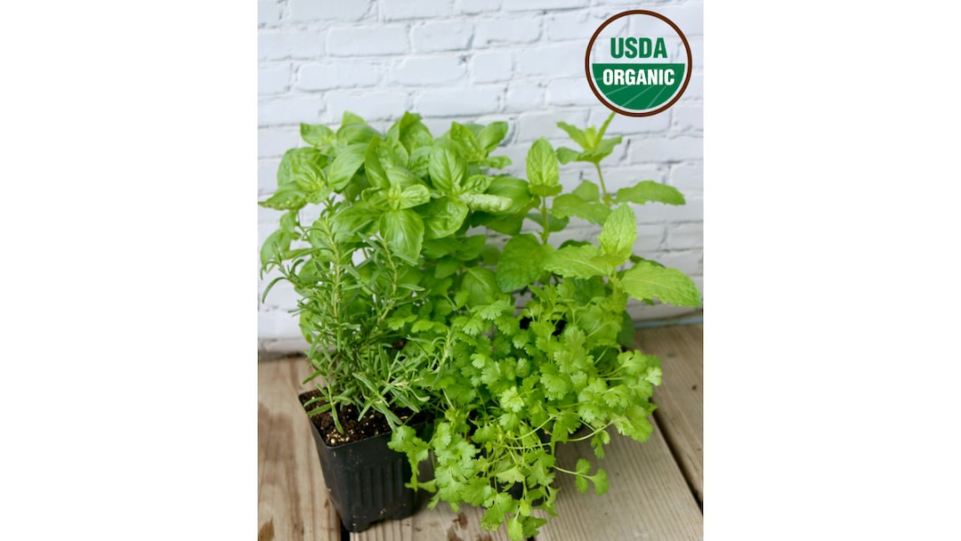 Herb Garden Assorted Organic Live Herb Plants 4 Pots 3 Pack Contains Basil, Mint & Rosemary Etsy