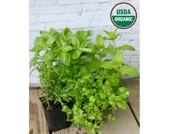 Organic Herb Garden Assorted Live Herb Plants 4" Pots - 3 pack Contains Basil, Mint & Rosemary