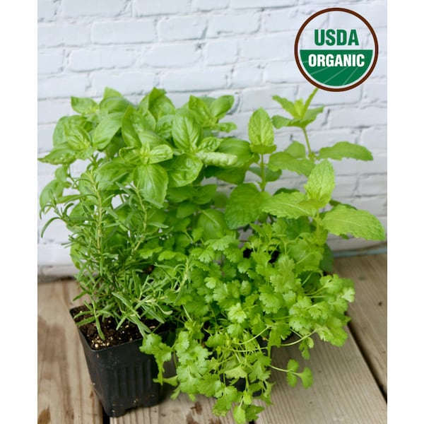 Organic Herb Garden Assorted Live Herb Plants 4" Pots - 3 pack Contains Basil, Mint & Rosemary