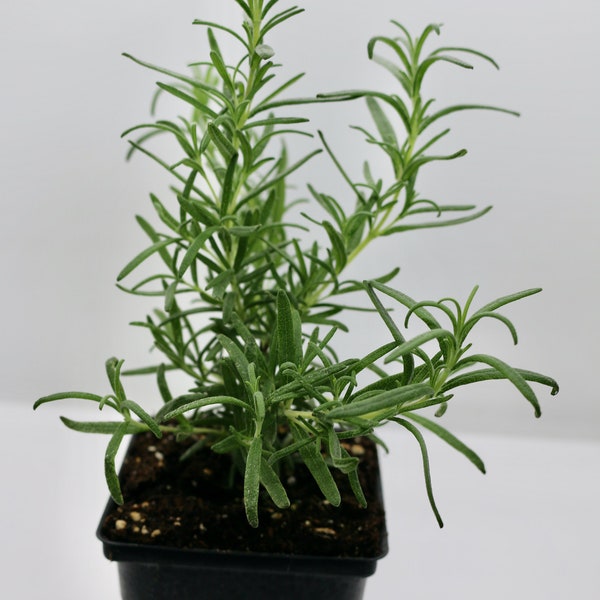 Organic Rosemary Live Herb Plants 4" Pots, 3-pack