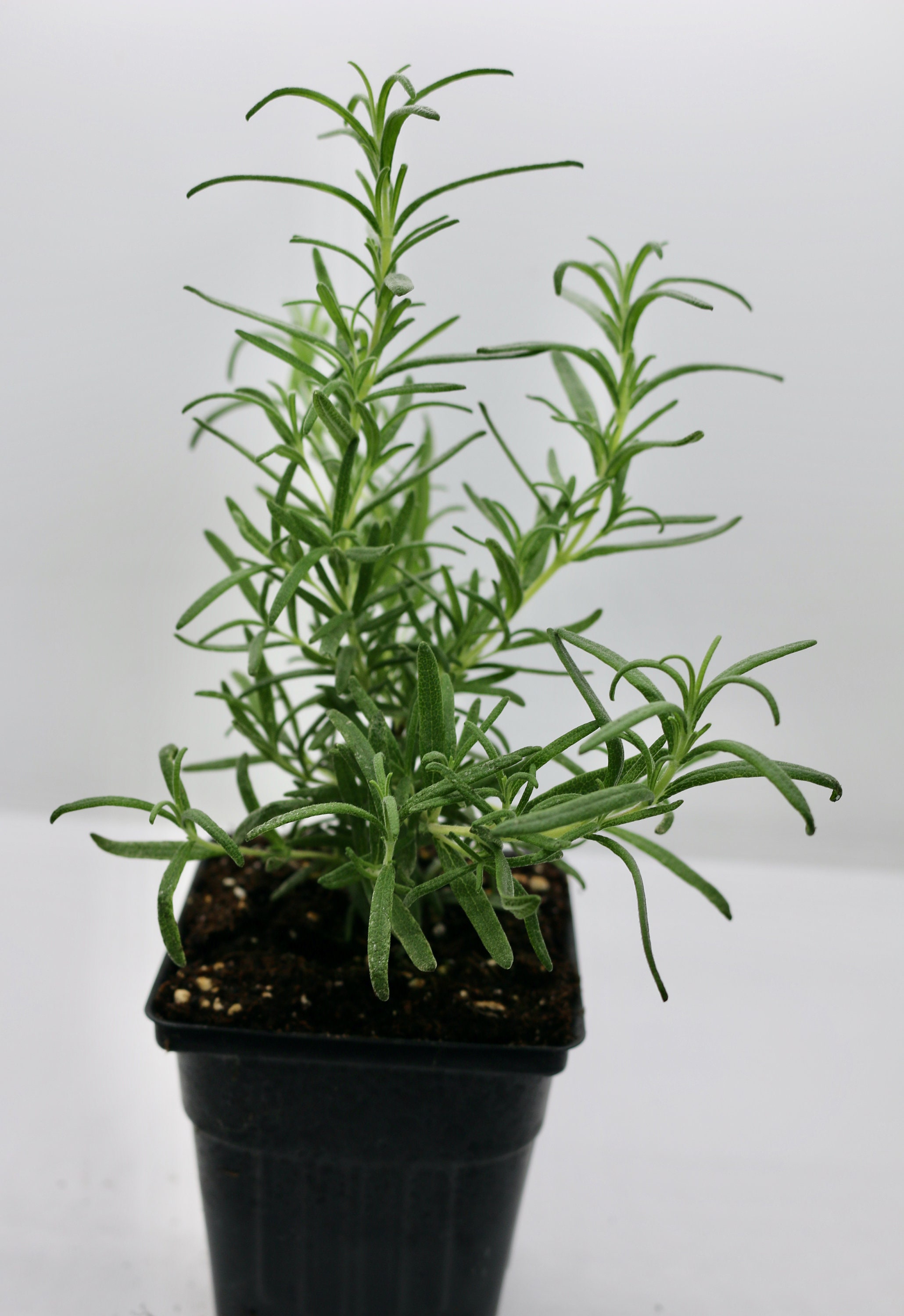 Organic Rosemary Live Herb Plants 4 Pots, 3pack Etsy