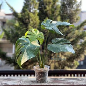 Monstera Thai Constellation Medium Size