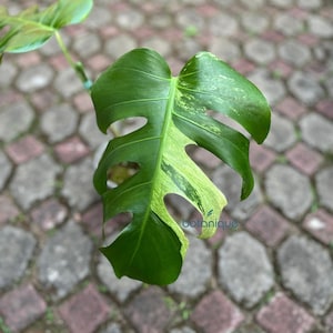Monstera Mint Variegated Mature