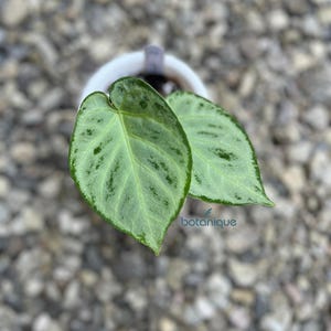 【厳選株】アンスリウム シルバーバタフライ silver butterfly コピー：アンスリウム シルバー バタフライ② | BA PLants