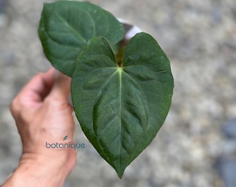 Anthurium Red Vein Dark Phoenix full plant US seller - Etsy 日本