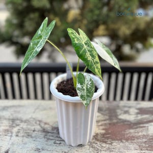 Alocasia Frydek Variegated