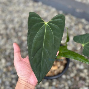 Anthurium Night Queen X Fortsherman