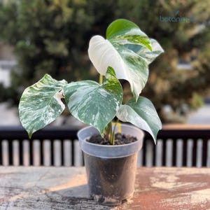 Monstera Albo Highly Variegated Lush Roots 2-3 Leaves Medium size