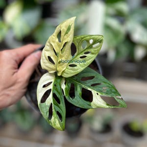 Monstera Adansonii Variegated