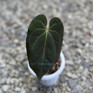 Anthurium dressleri - Etsy 日本