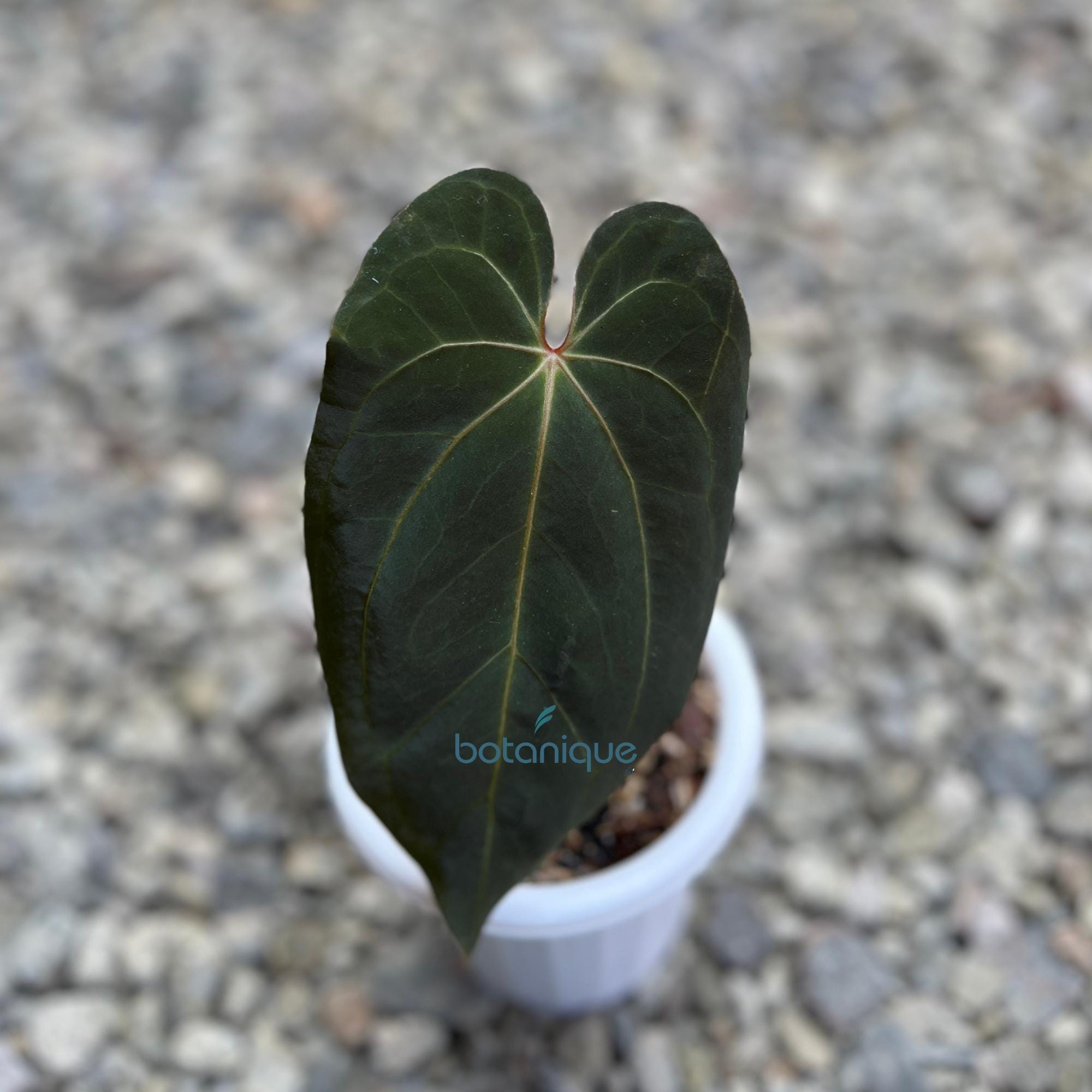 Anthurium dressleri - Etsy 日本 Anthurium dressleri - Etsy 日本