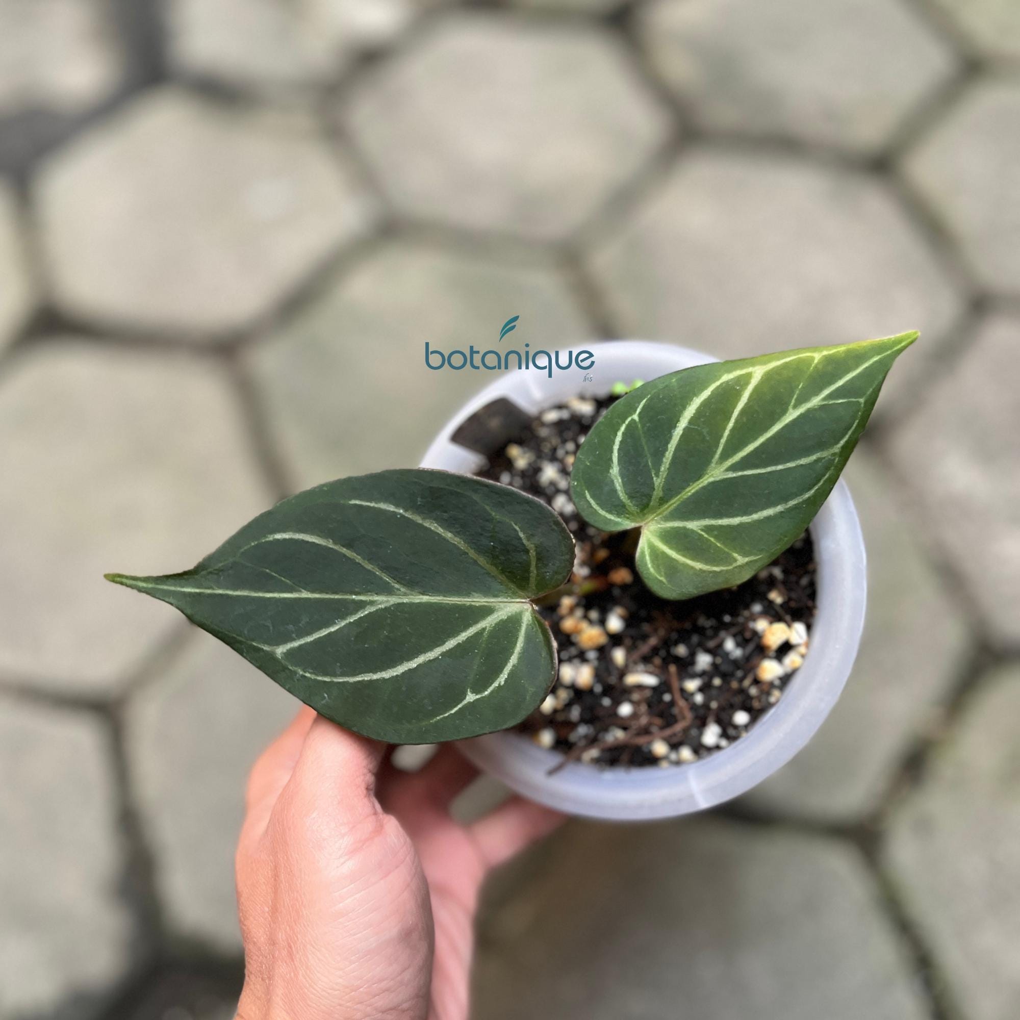 Anthurium king of spades plant - Etsy 日本 Anthurium king of spades plant - Etsy 日本