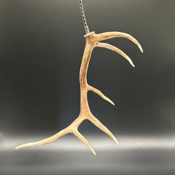 Elk Antler Shed Hanger