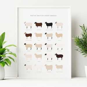 Può includere: Un grafico intitolato "Native British Sheep Breeds" con illustrazioni di 18 diverse razze di pecore. Ogni pecora è raffigurata in uno stile semplice e piatto su uno sfondo bianco. Le razze sono elencate sotto ogni pecora.