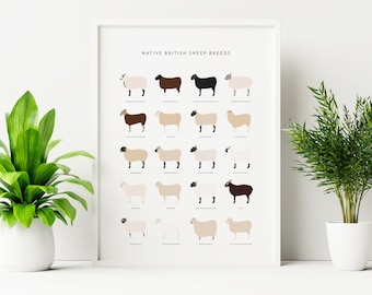 British Sheep Breeds Chart: UK Native Sheep Poster (Digital Print)