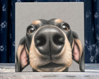 May include: A square canvas print featuring a close-up, wide-angle perspective of a black and tan dachshund dog face. The dog has large, dark eyes and a prominent, textured black nose that dominates the center of the composition.